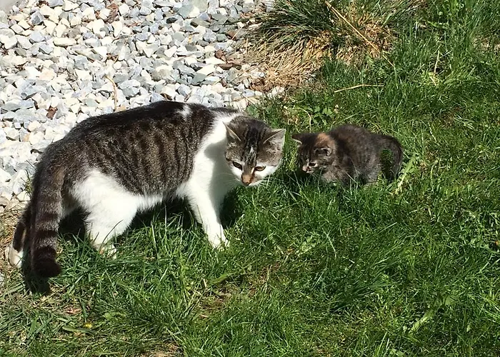 公寓 尤特斯腾霍夫酒店 *